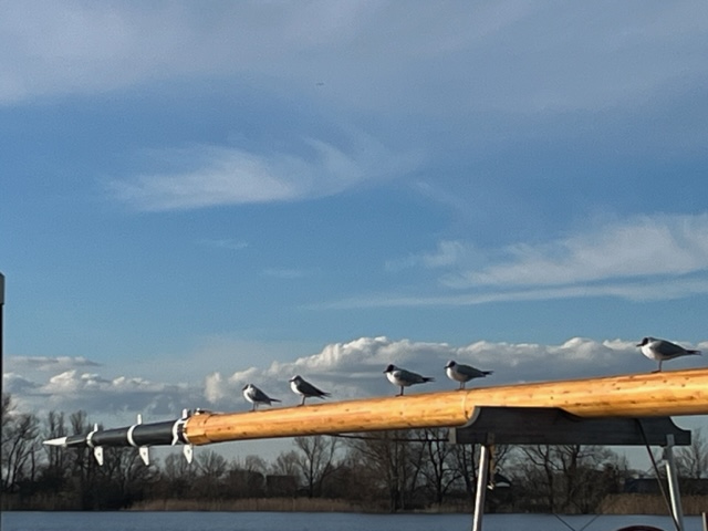 11403087_819565698129259_1801940116134028101_n